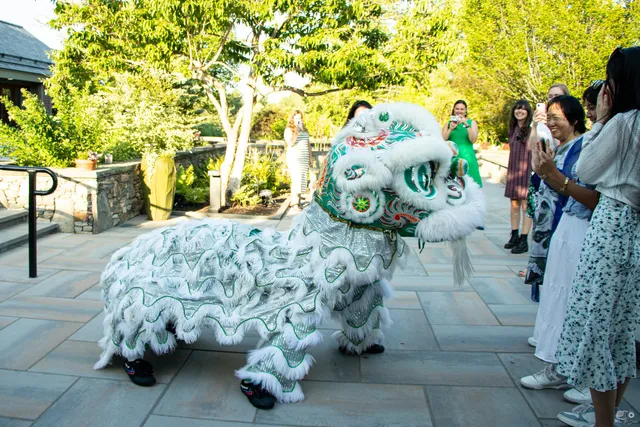 A white and green lion dance in the Garden’s courtyard, watched by reception guests