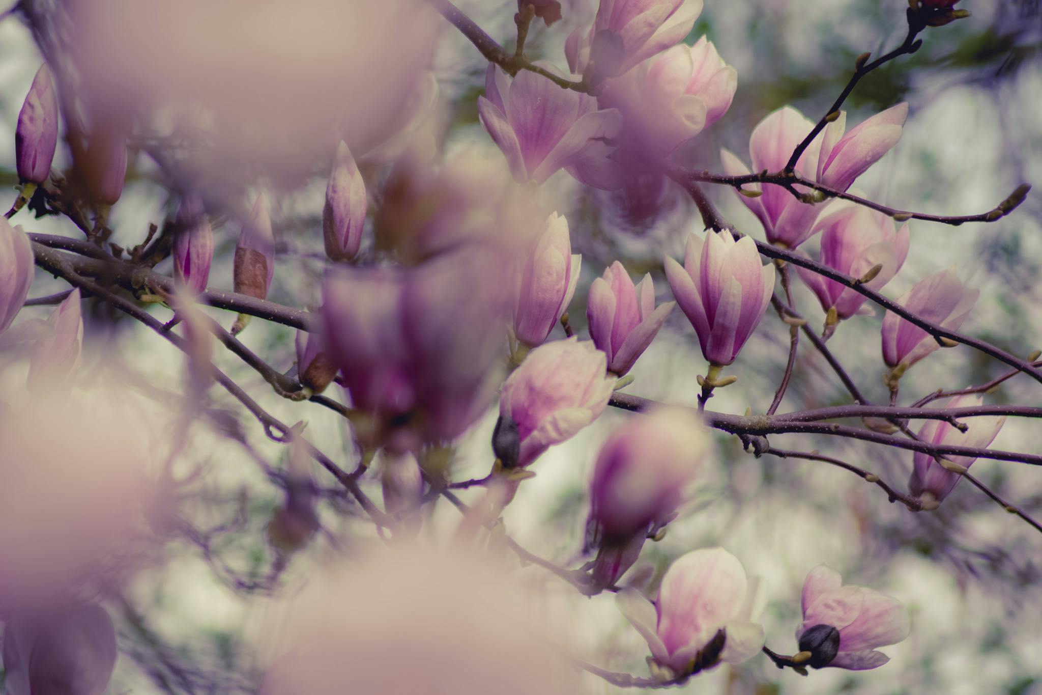 A captivating close-up of magnolia blossoms in full bloom, conveying the beauty of spring.