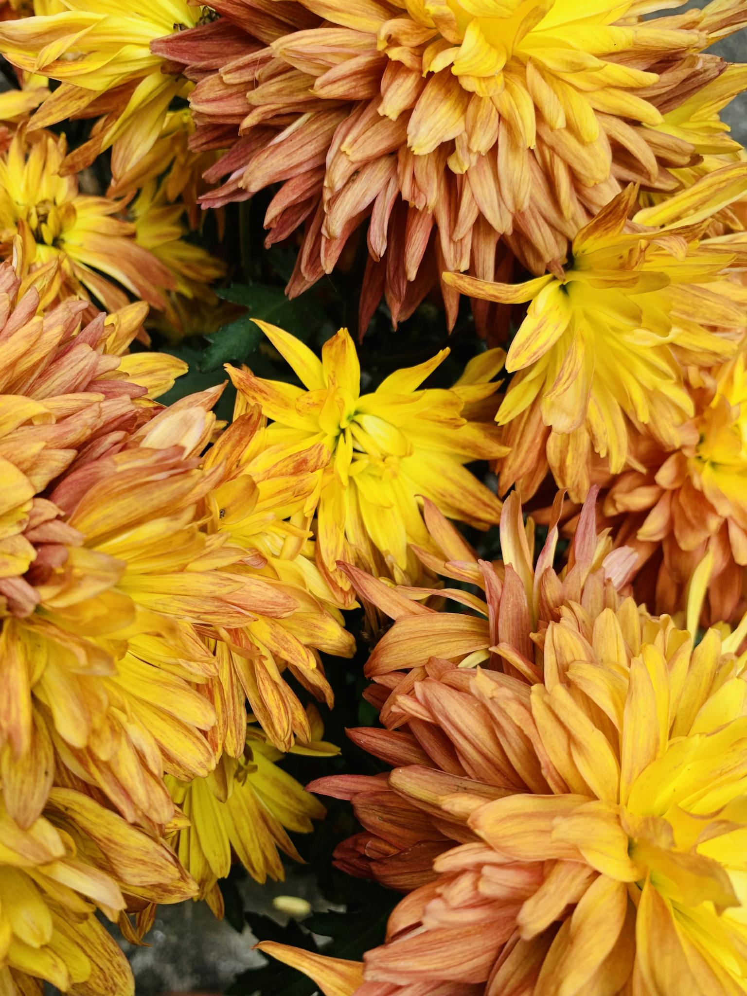 Stunning close-up of vibrant yellow and orange chrysanthemums in full bloom.