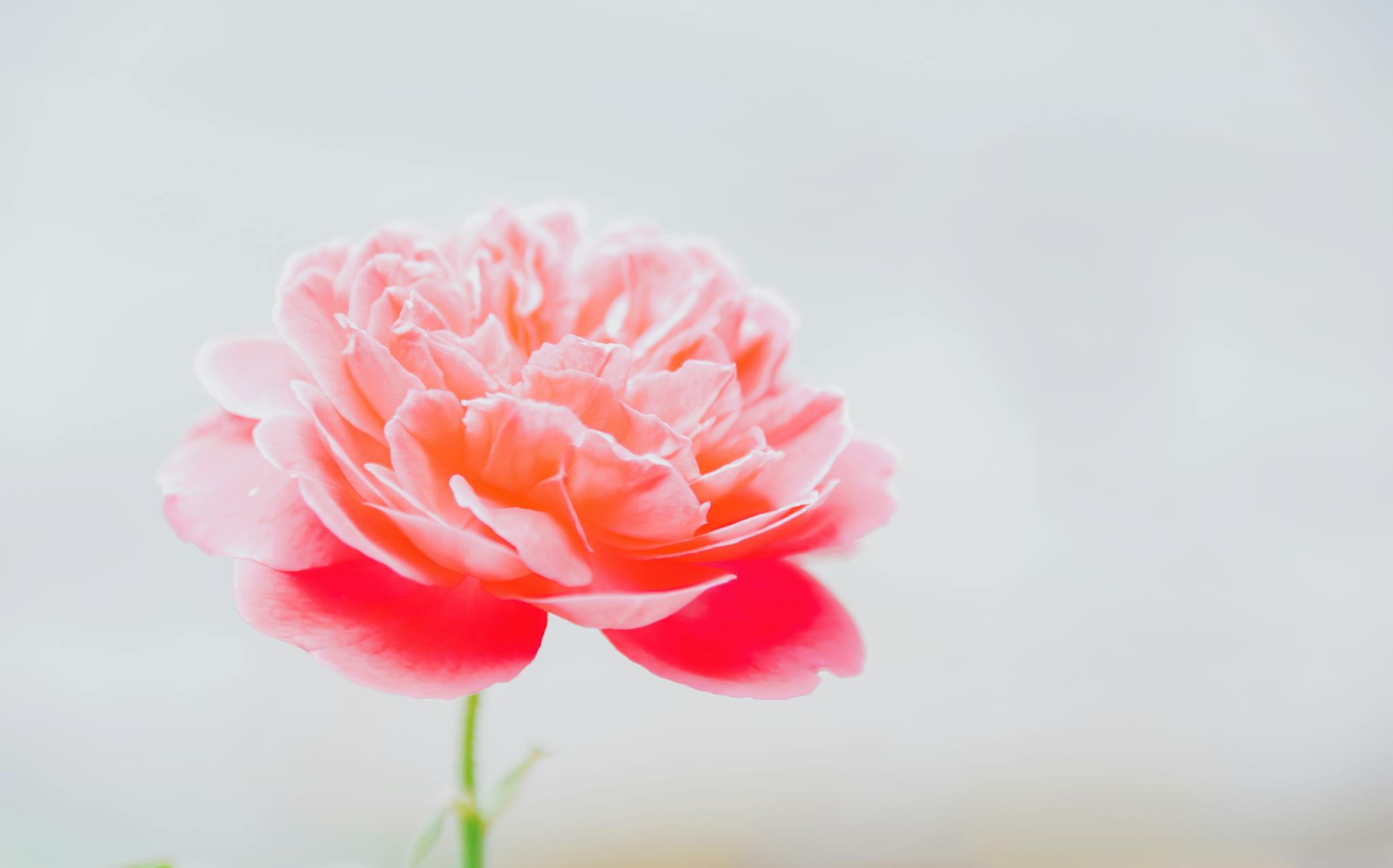 Vibrant pink peony flower showcasing delicate petals against a soft background.